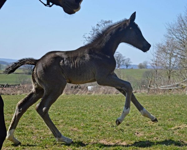 broodmare Leonora (Trakehner, 2020, from Tecumseh)