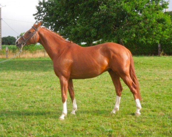 stallion Anglonormand du Theil (Selle Français, 2010, from Le Tot de Semilly)