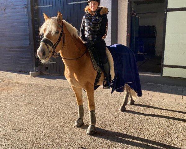 horse Attila W (Haflinger, 2017, from Amore Mio)