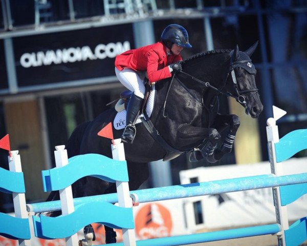 jumper Olivia van 't Broekend (Belgian Warmblood, 2014, from Special Agent Amour)
