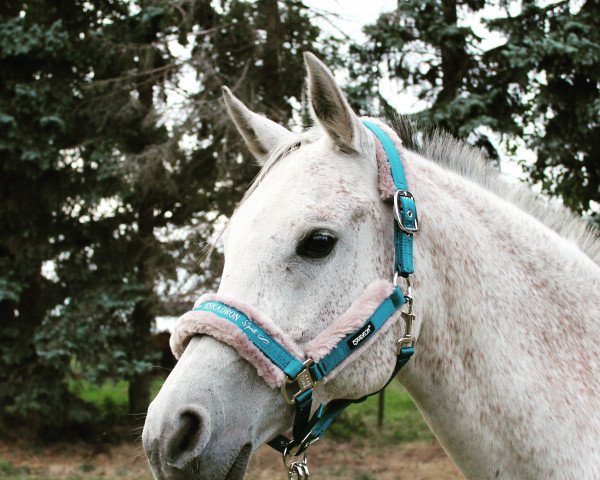 horse Pago Pago (Arabian purebred, 1997, from Naborscik ox)