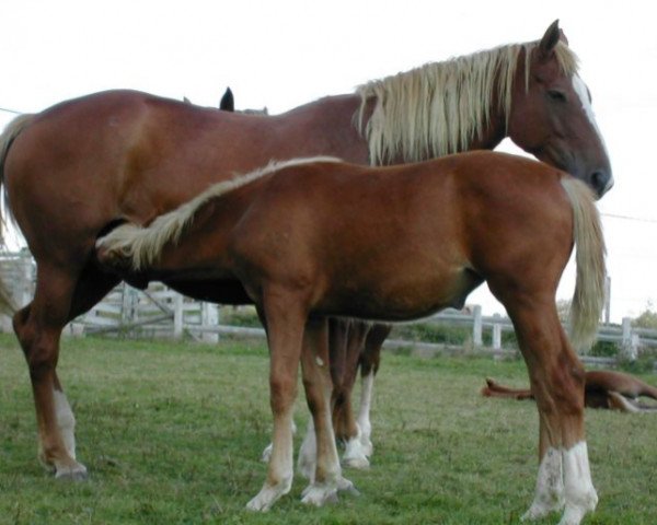 broodmare Galilée des Forêts (Selle Français, 1994, from Quidam de Revel)