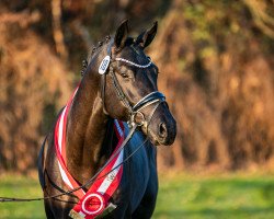 Deckhengst Forever Love (Oldenburger, 2018, von Birkhof's Fair Game OLD)