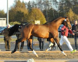 Springpferd Quimber (Holsteiner, 2015, von Quick Star)