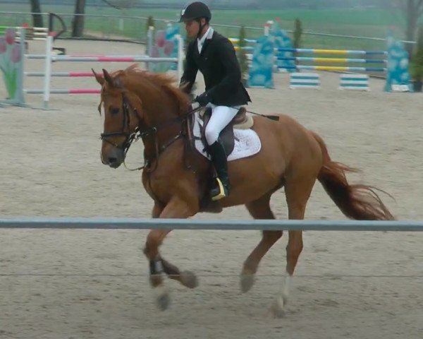 jumper Acatenango du Theil (Selle Français, 2010, from Diamant de Semilly)