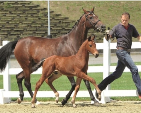 dressage horse Van Helsing 26 (Oldenburg, 2017, from Vitalis)