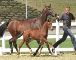 dressage horse Van Helsing 26 (Oldenburg, 2017, from Vitalis)