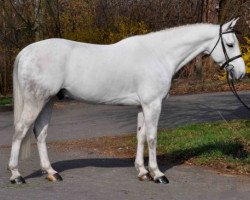 Pferd Cabri d'Authieux Z (Zangersheide Reitpferd, 2011, von Calato)