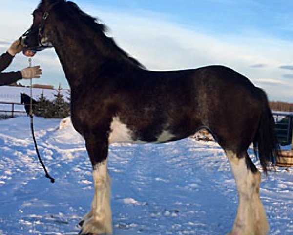 horse RSL Cassie (Clydesdale, 2014, from Terragold Picasso)