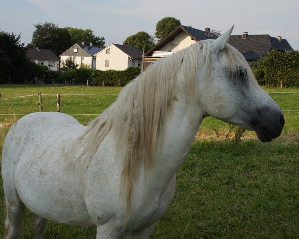 stallion Nautilus (German Riding Pony, 1997, from Nachtflug) stallion Nautilus (German Riding Pony, 1997, from Nachtflug)