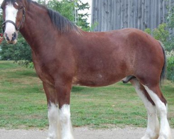 Pferd Rosedale Inspector Angus (Clydesdale, 2007, von Willow Way Darius) Pferd Rosedale Inspector Angus (Clydesdale, 2007, von Willow Way Darius)