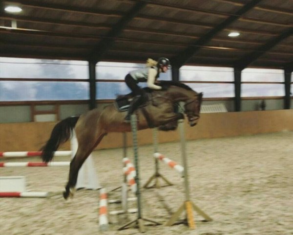 Pferd Casirius H (Oldenburger Springpferd, 2016, von Casiro I)