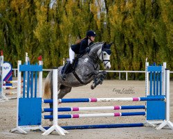 Dressurpferd Cheri Lady S (Hannoveraner, 2015, von Cristallo I)