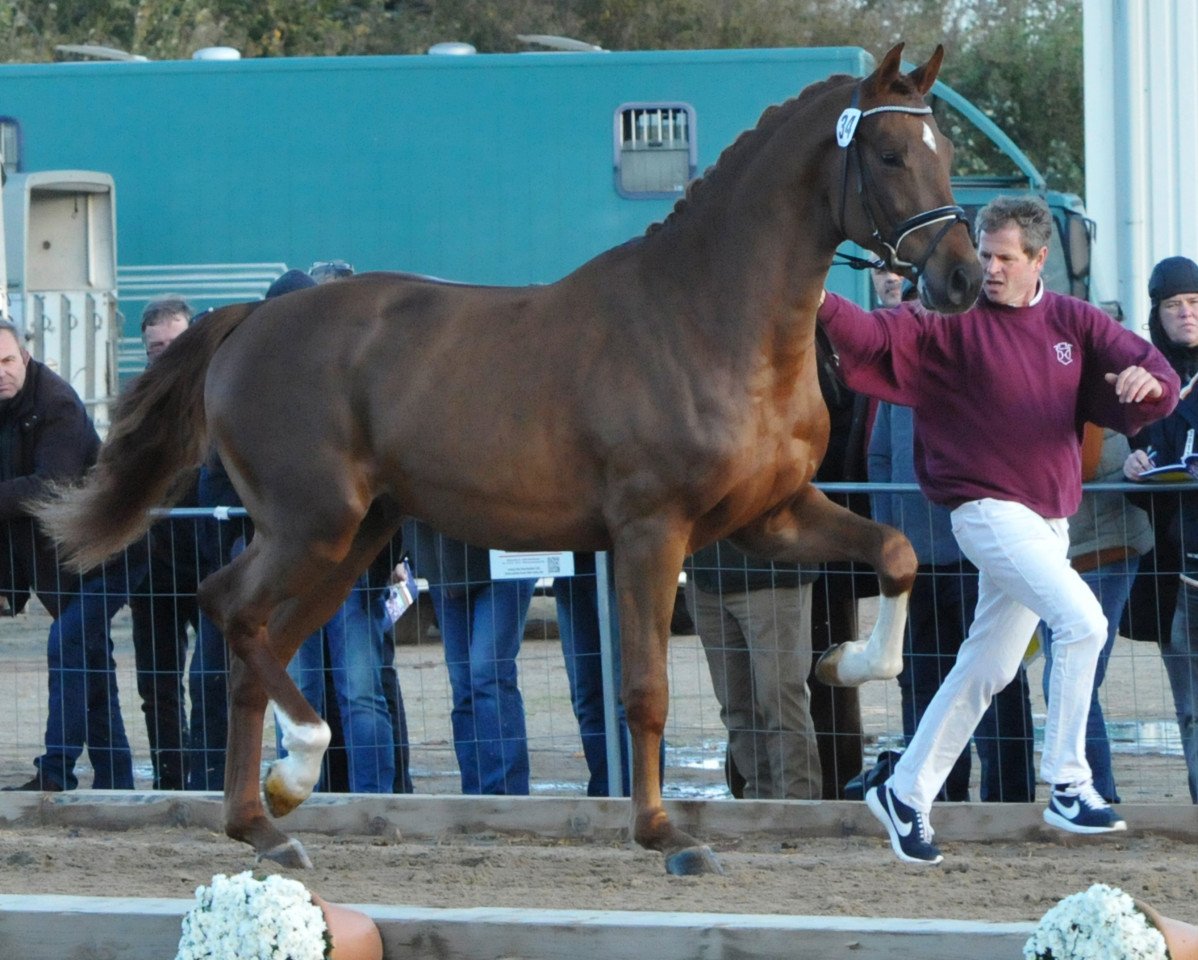 Deckhengst Komme Casall (KWPN (Niederländisches Warmblut), 2015, von Comme il Faut)