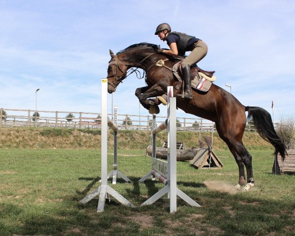 dressage horse Championesse 28 (Westphalian, 2007, from Casiro I)