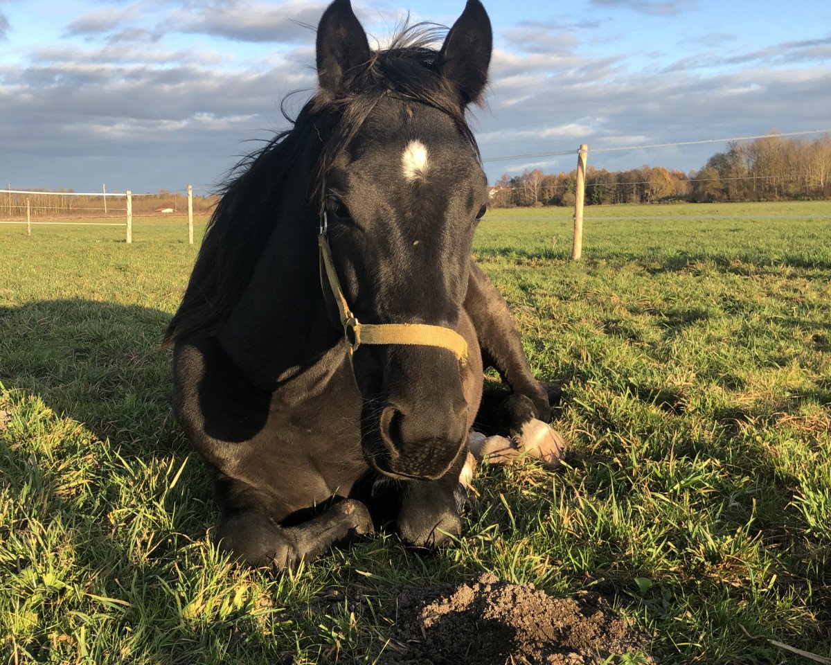 horse Dark-Star (Hanoverian, 2019, from Devonport)