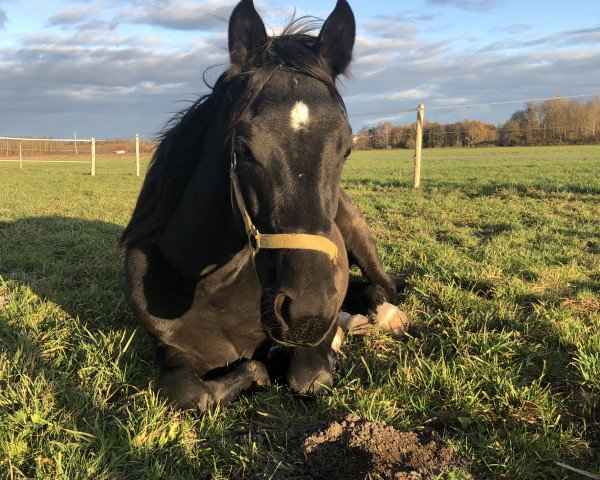 horse Dark-Star (Hanoverian, 2019, from Devonport)