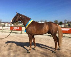 stallion Cool Floreval Z (Zangersheide riding horse, 2010, from Calvaro Z)