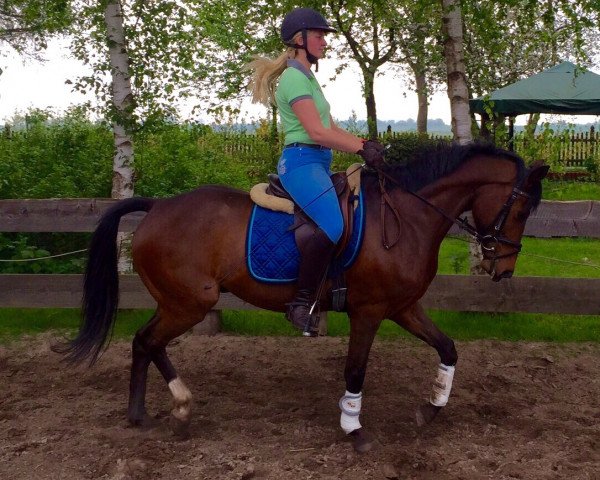 Springpferd Borsalino 31 (Deutsches Reitpony, 2007, von Hilkens Black Delight)