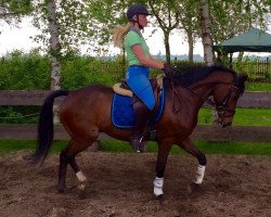 Springpferd Borsalino 31 (Deutsches Reitpony, 2007, von Hilkens Black Delight)