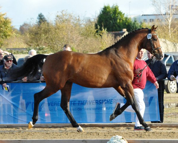 jumper Cedrico (Holsteiner, 2015, from Cascadello II)