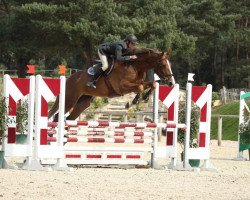 broodmare Alvira Floreval (Selle Français, 2010, from Calvaro Z)