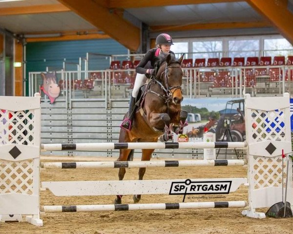 broodmare Miss Cornet (Oldenburg show jumper, 2012, from Albführen's Memphis)
