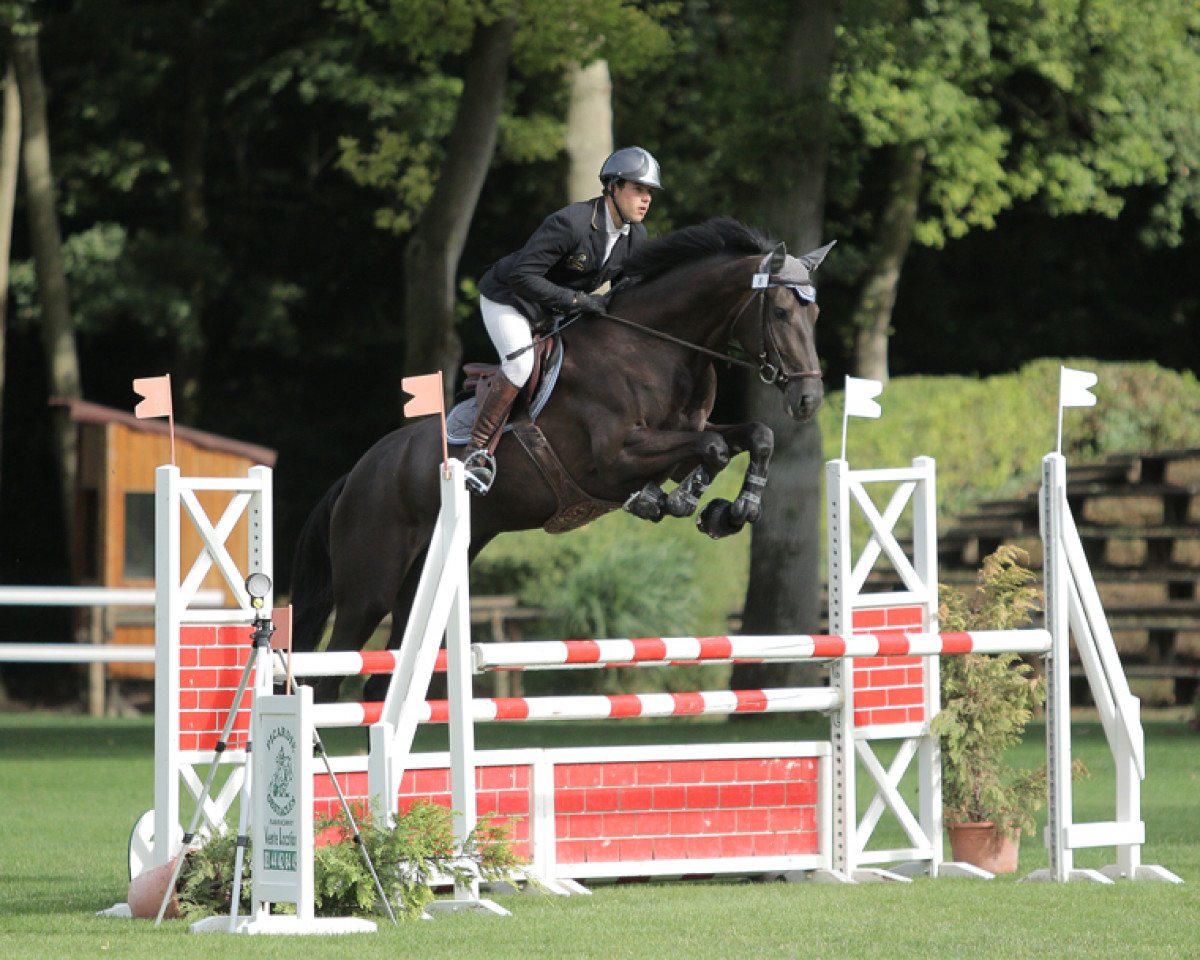 broodmare Divabelle Floreval Z (Zangersheide riding horse, 2011, from Diarado)