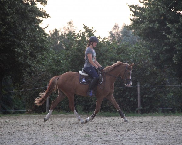 horse Stute von Movie Star / Heidbergs Nancho Nova (German Riding Pony, 2017, from Movie Star)