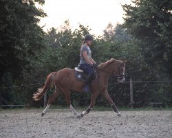 horse Stute von Movie Star / Heidbergs Nancho Nova (German Riding Pony, 2017, from Movie Star)