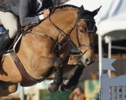 jumper Quidamo 10 (Holsteiner, 2011, from Quidam de Revel)