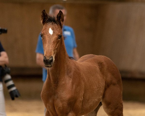 Dressurpferd Regentin 24 (Trakehner, 2019, von Tecumseh)
