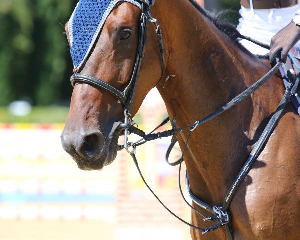 jumper Napoleon van de Plataan (Belgian Warmblood, 2013, from Bisquet Balou C)