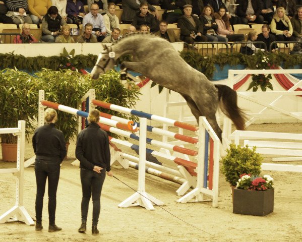 horse Cassius Courage (Holsteiner, 2015, from Cascadello)