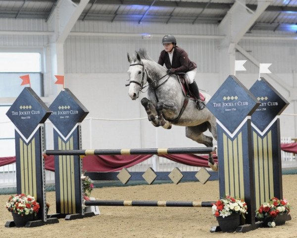 jumper Cool Contendra Blue (Holsteiner, 2013, from Zirocco Blue)