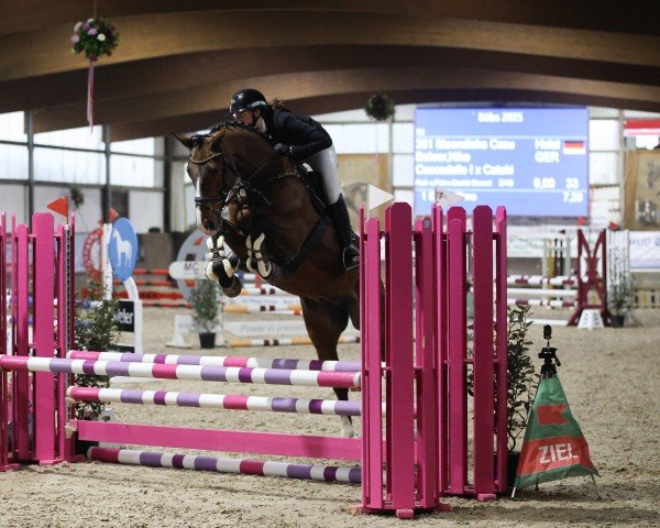 Cavallo da salto Steendieks Casu (Holstein, 2019, di Cascadello I)
