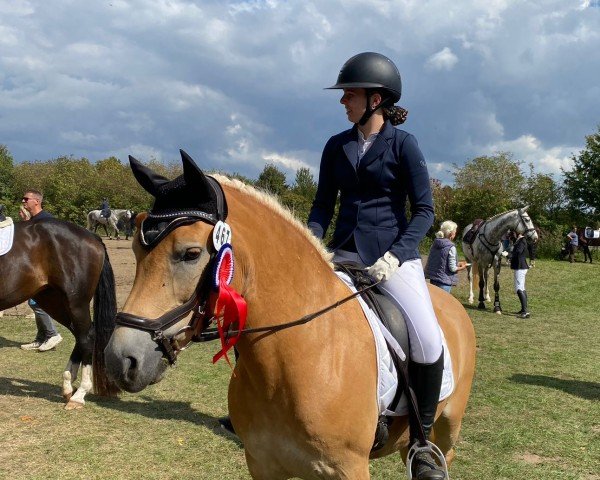 Horse Annemone (Haflinger, 2015, from Aikon)