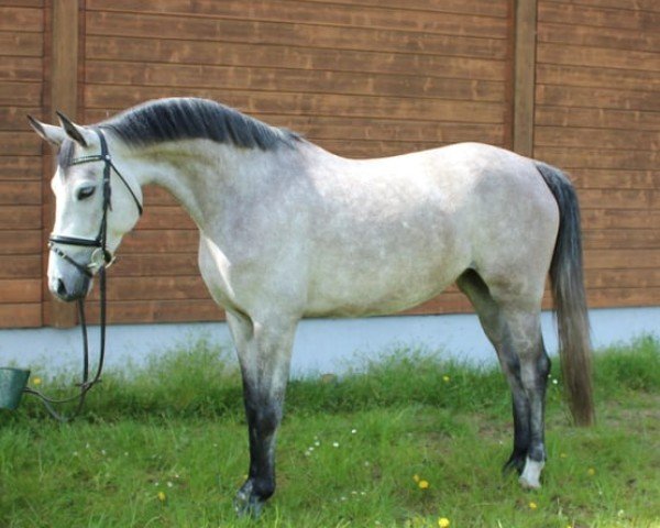 Koń Voiletta Z (Trakeński, 2020, od Voltaire 88)