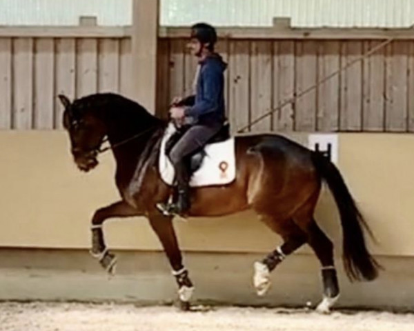 Dressurpferd Karthago 79 (KWPN (Niederländisches Warmblut), 2015, von Glock's Toto Jr.)