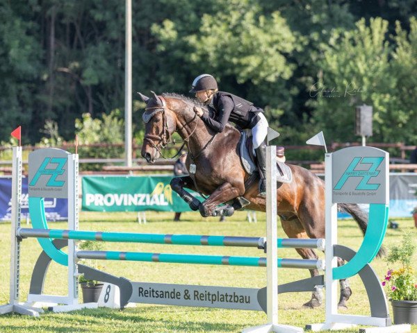 jumper Aramis Z (Zangersheide riding horse, 2008, from Broere Atlantic)