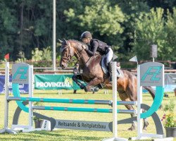 jumper Aramis Z (Zangersheide riding horse, 2008, from Broere Atlantic)