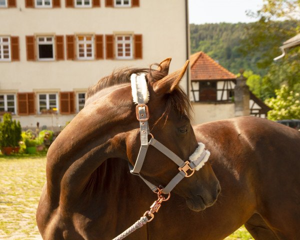 horse Riley LS (German Riding Pony, 2017, from Rock'n Roll 32)