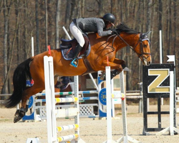 jumper Fantasio Floreval Z (Zangersheide riding horse, 2010, from Florian de la Vie Bazooka)