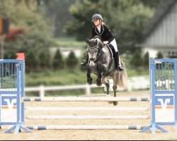 dressage horse Canito 3 (Holsteiner, 2015, from Cormint)