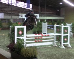 broodmare Caressa 6 (Westphalian, 2009, from Casiro I)