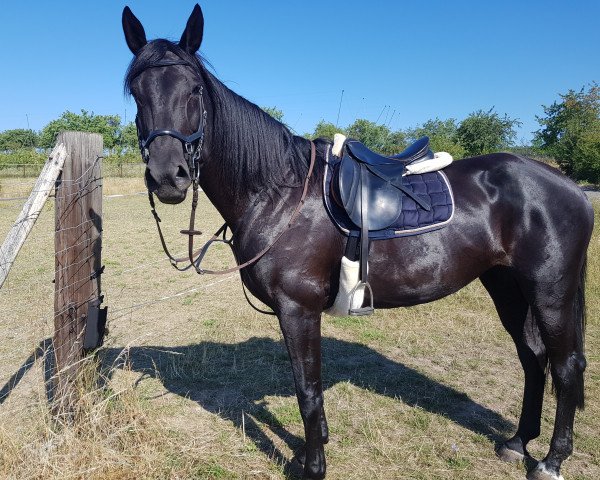 broodmare Clara Luise (Hanoverian, 2009, from Conteur)