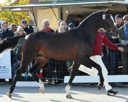stallion Calasco van de Helle (Holsteiner, 2015, from Casall Ask)