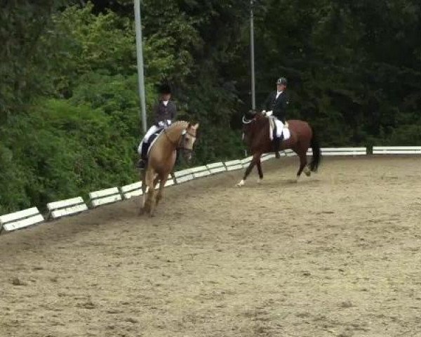 Kupferdreher Dressurtage 2014