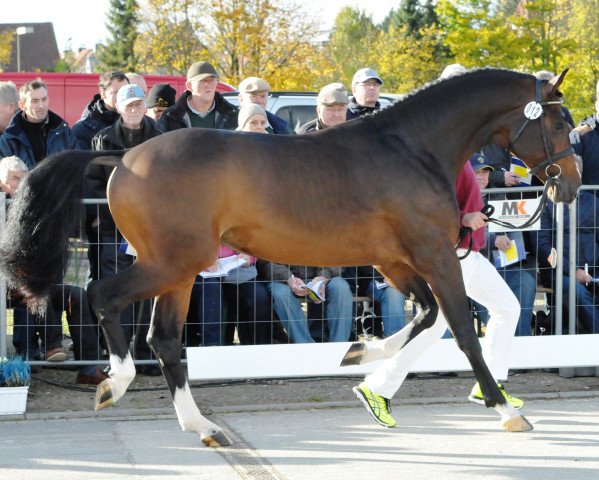 Deckhengst Covilus (Holsteiner, 2015, von Casall Ask)