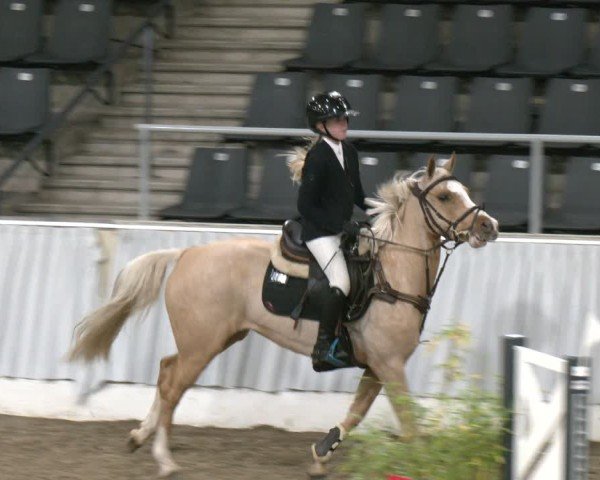 Reitturnier Verden 2025